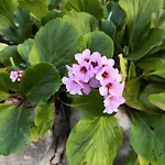 Casa Flor *