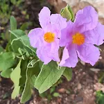 Casa Flor בית נופש