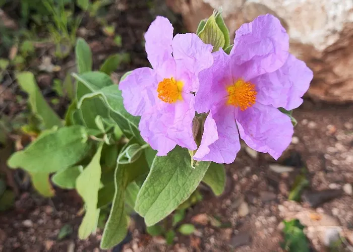 Casa Flor بيت للعطل